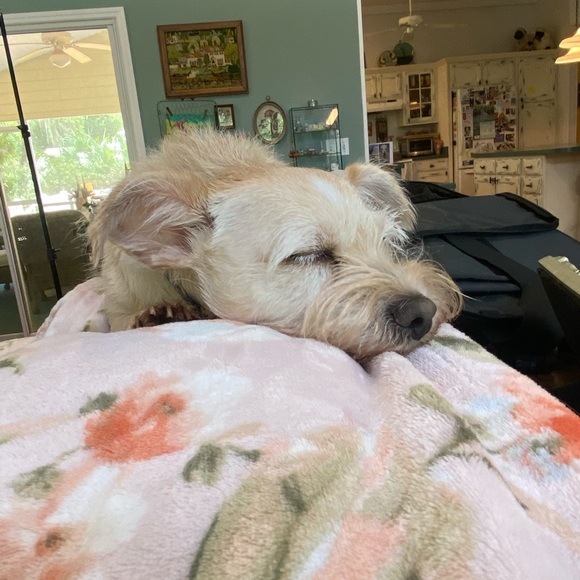 Meet your Posher, Tracey - Picture 7 of 14